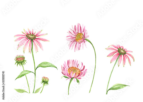 isolated pink flowers watercolor illustration