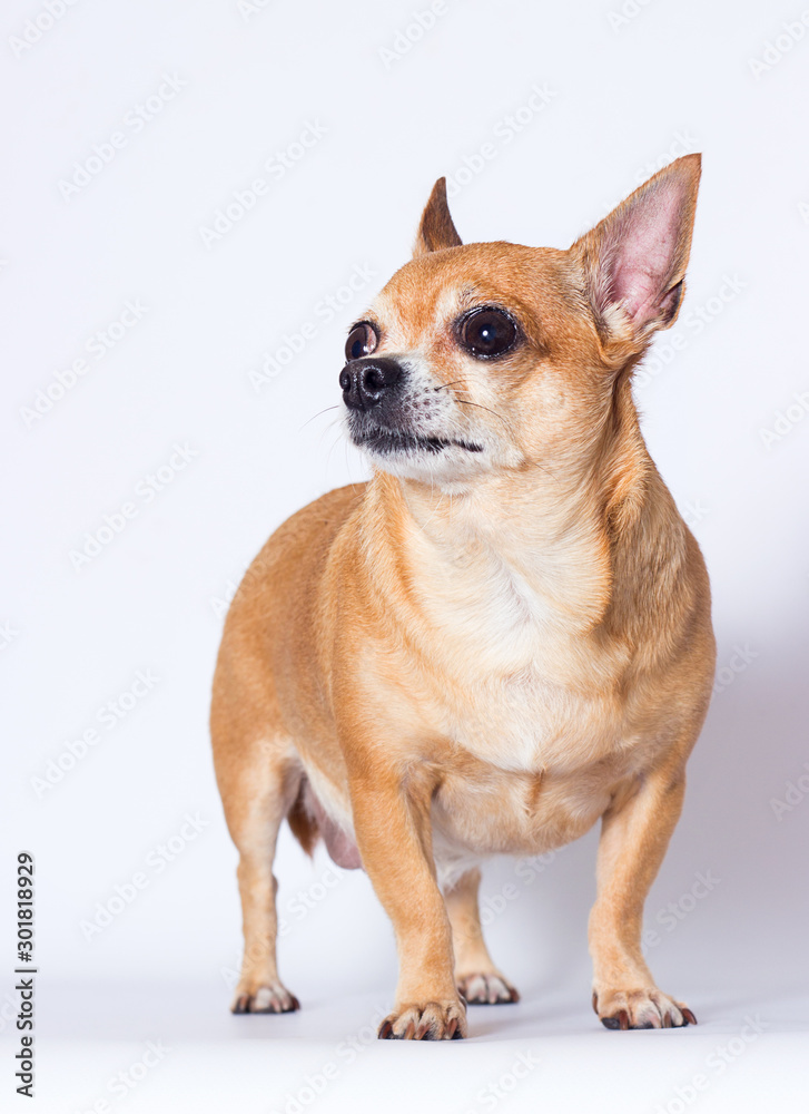 adult chihuahua dog looks up on a white background