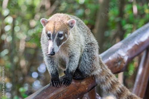 Coati sitting on a tree	 photo