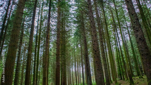 forest in the morning