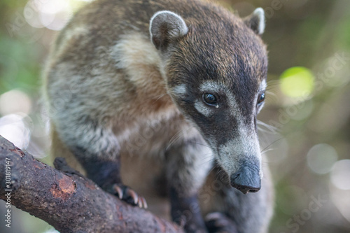 Coati sitting on a tree