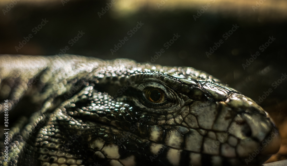 Fototapeta premium the head of a lizard