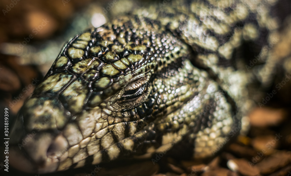the head of a sleeping lizard