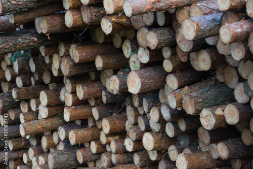 Natural wooden logs cut and stacked in pile  felled by the logging timber industry. Pile of felled pine trees in the forest background.