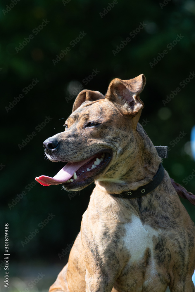 Sitting pit bull terrier red color with white spot on chest