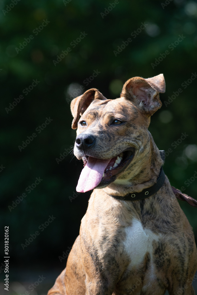 Sitting pit bull terrier red color with white spot on chest