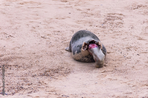Photography Photo sequence of a grey seal giving birth on sandy beach, Horsey Beach, Norfolk