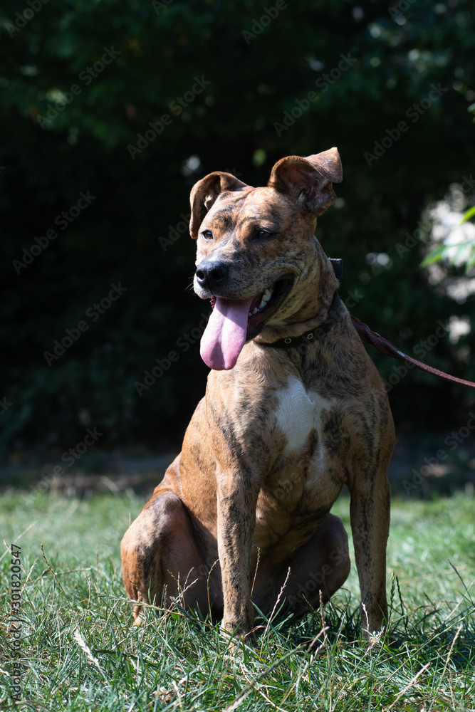 Sitting pit bull terrier red color with white spot on chest