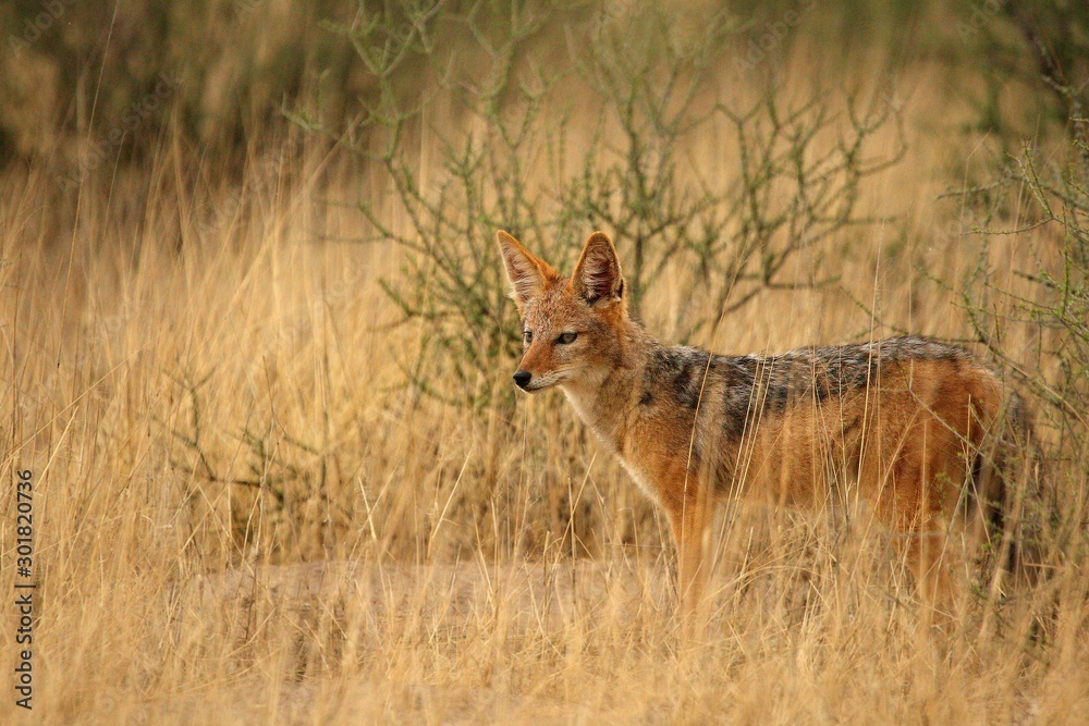 Black-backed jackal (Canis mesomelas) staying hidden in dry high grass. Awaiting for hunt. Black-backed jackal (Canis mesomelas) staying hidden in dry high grass. Awaiting for hunt.