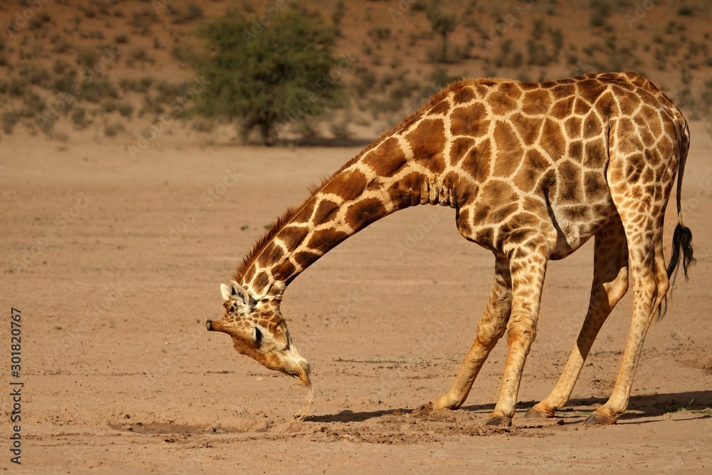 African giraffe (Giraffa camelopardalis giraffa) making a bow to drink from waterhole on the Kalahari desert. Waterhole is on sand. A tree in the background.
