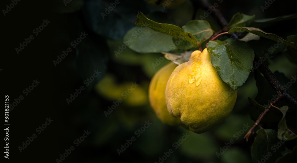 Ripe yellow quince fruits with rain drops grow on quince tree with green  foliage at summer garden on dark background with copy space. Stock Photo |  Adobe Stock