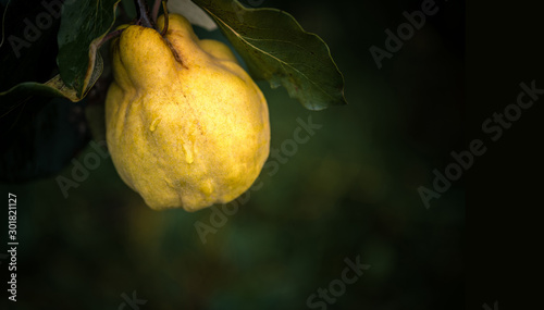 Fototapeta Naklejka Na Ścianę i Meble -  Ripe yellow quince fruits with rain drops grow on quince tree with green foliage at summer garden on dark background with copy space.