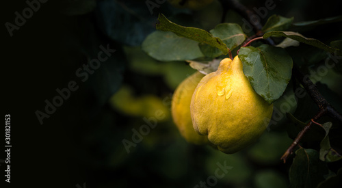 Ripe yellow quince fruits with rain drops grow on quince tree with green foliage at summer garden on dark background with copy space. photo