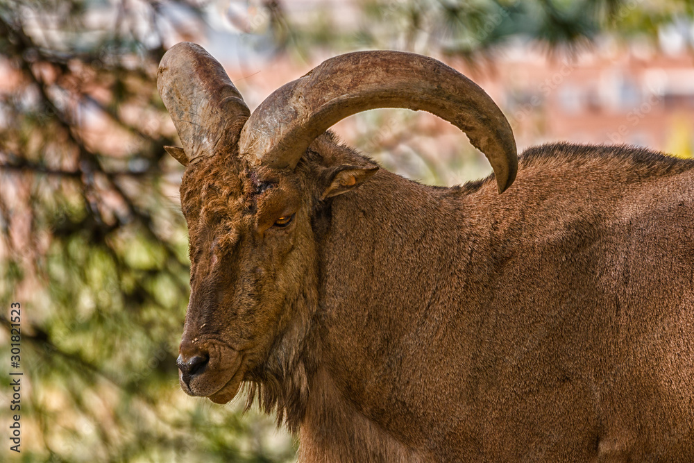 Aoudad male. Is a bovid native to the rocky areas of Sahara and the Maghreb.