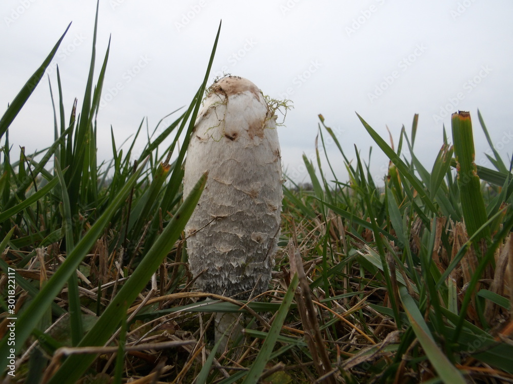 Fototapeta premium KODAK Digital Still Camera