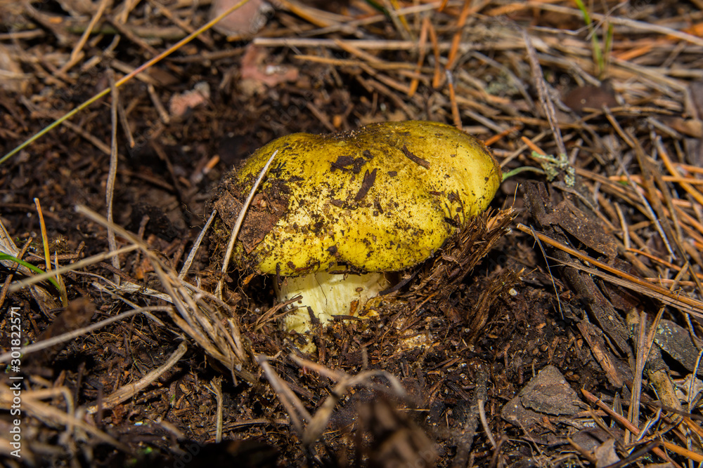 Young little mushroom Tricholoma equestre in pine forest closeup. Selective focus, shallow depth of field. Young little mushroom Tricholoma equestre in pine forest closeup. Selective focus, shallow depth of field.