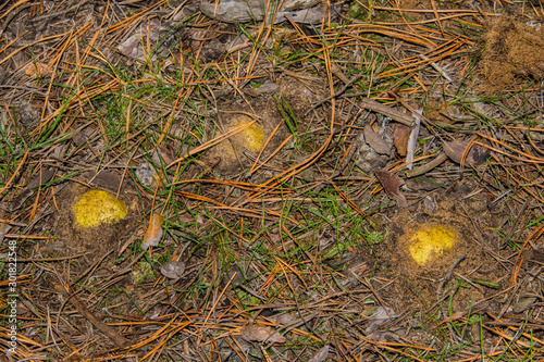 Mushrooms Horseman (Tricholoma equestre) grow in the sandy ground in pine forest, closeup. Selective focus, shallow depth of field.