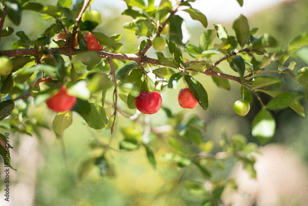 red cherries on the tree red cherries on the tree