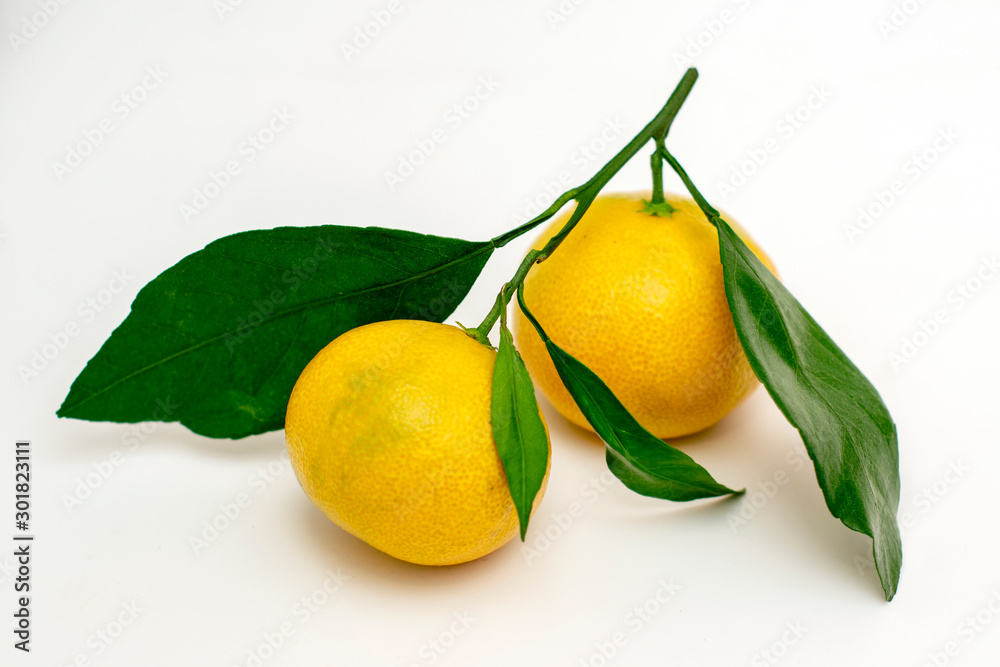 Juicy, sweet, delicious, fresh Clementine tangerines with green leaves on a white background. Close-up.