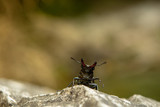 monstrous appearing adult male stag beetle sitting on stone out-of-focus background in brown and golden colours