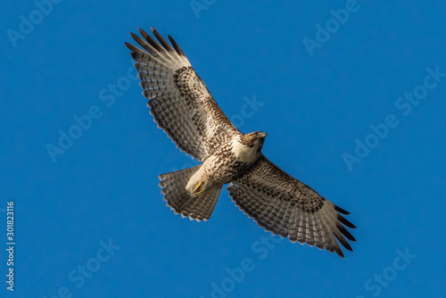 Red-Tailed Hawk in flight against a blue sky