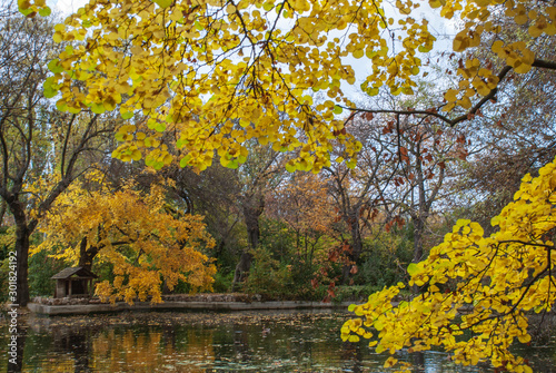 Autumnal view of pond with yellow trees and fallen leaves in the water in El Capricho park in Madrid  Spain  Europe