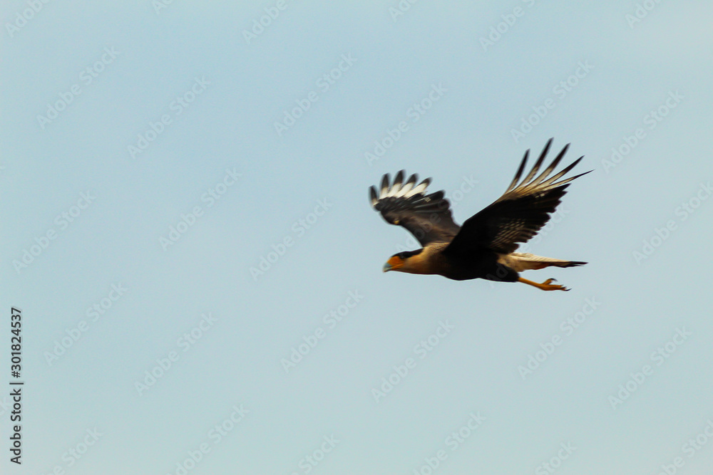 Obraz premium bald eagle in flight