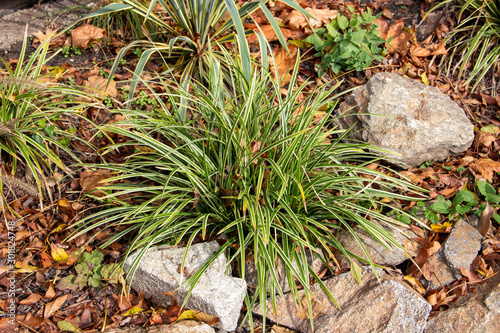 mondo grass, Latin Ophiopogon japonicus