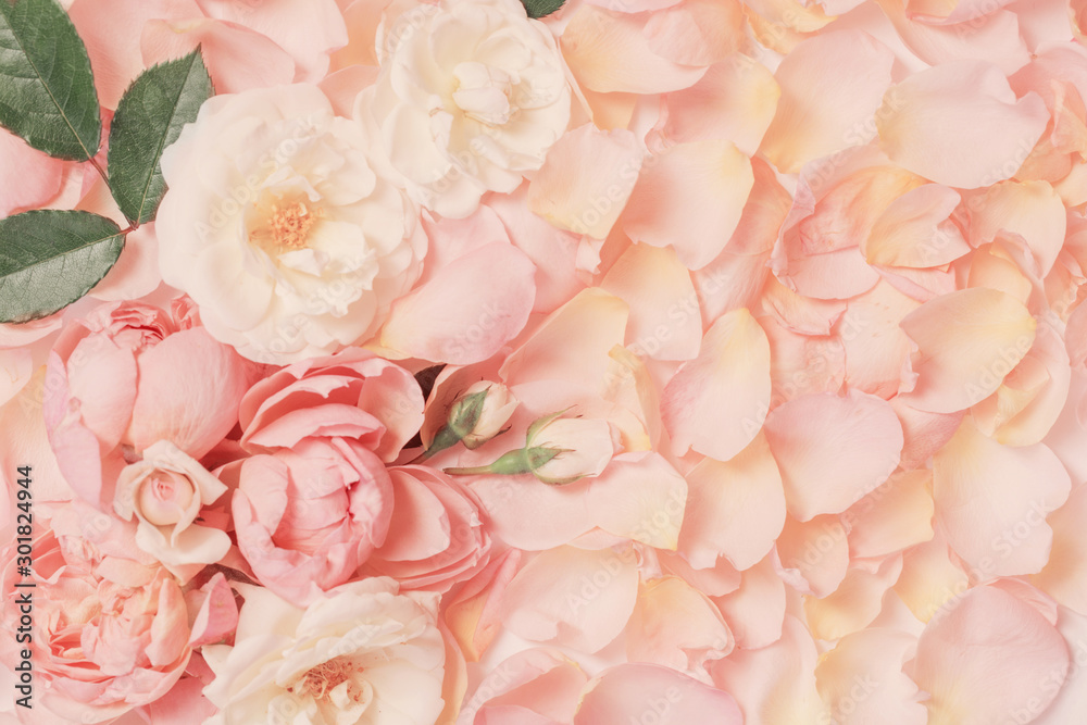 rose flowers and petals background rose flowers and petals background