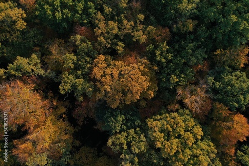 Autumn Forest © Frank