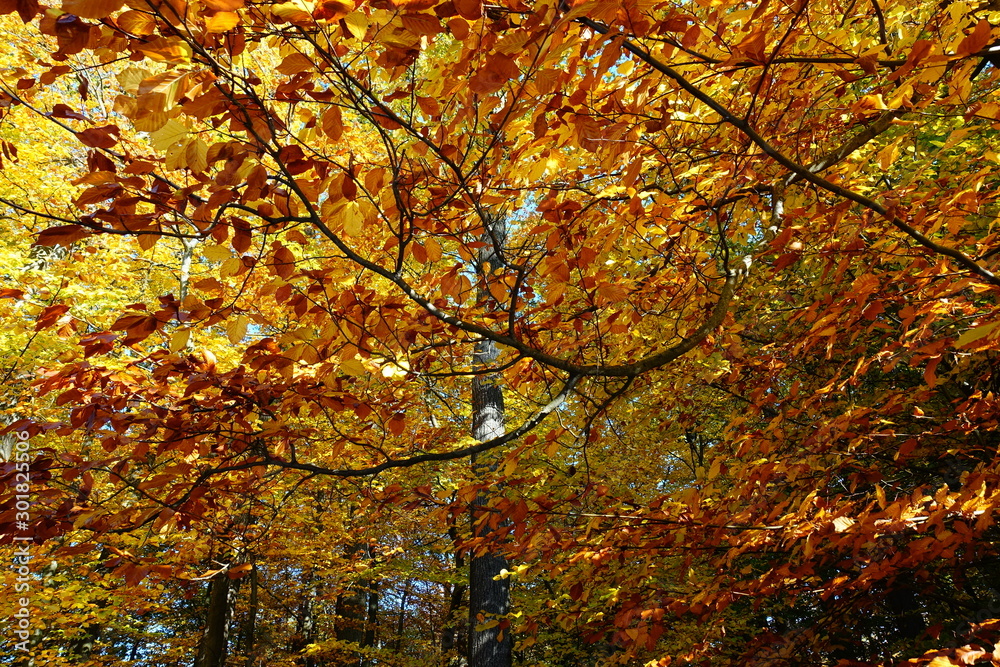 Autumn Forest Autumn Forest