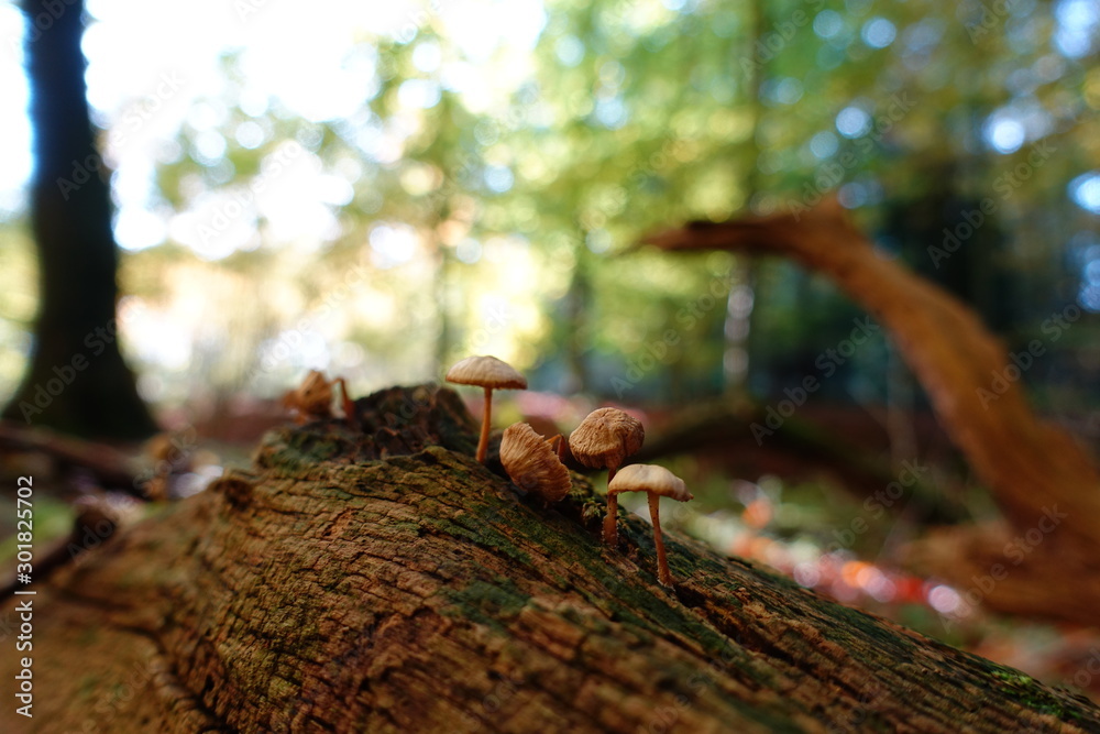 Fototapeta premium Autumn Forest Leaves