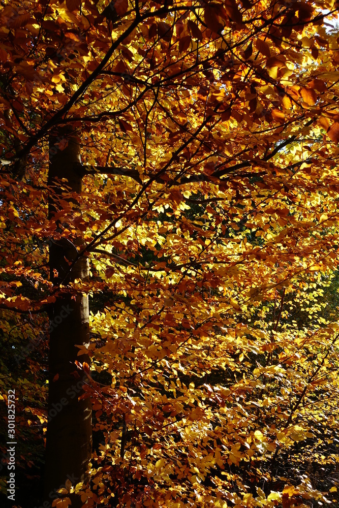 Autumn Forest Leaves