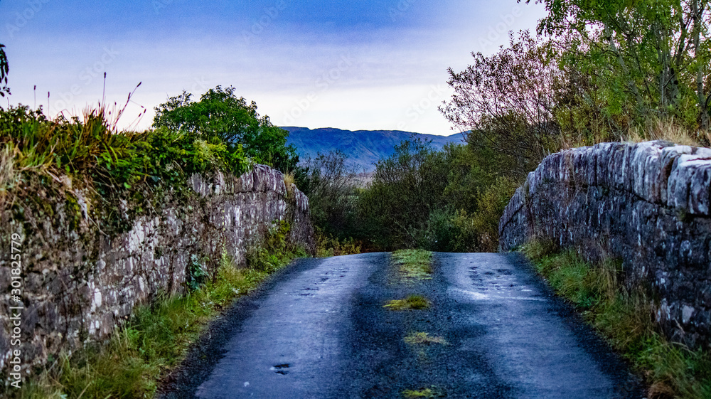 road in forest road in forest