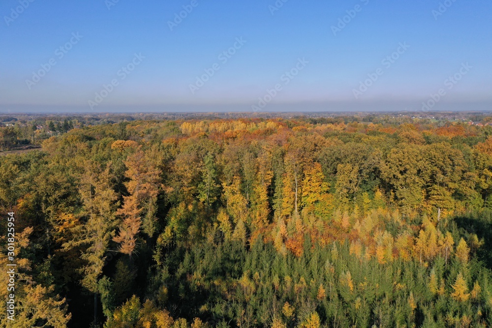 Fototapeta premium Autumn Forest