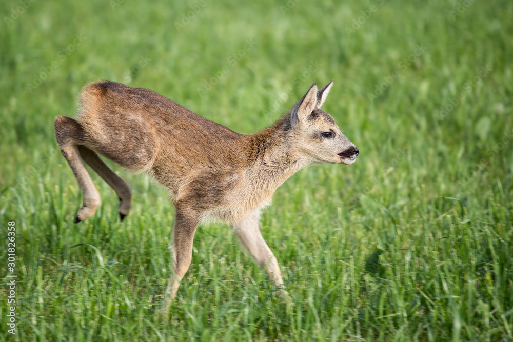 Young wild roe deer in grass, Capreolus capreolus. New born roe deer, wild spring nature. Young wild roe deer in grass, Capreolus capreolus. New born roe deer, wild spring nature.
