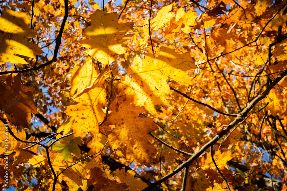 Autumn landscape. Autumn tree with autumnal leaves on sunny blue sky background