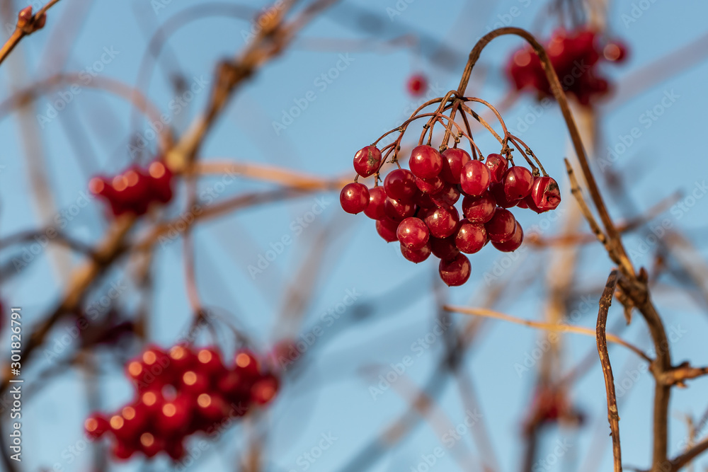 Bunch of bright red ripe viburnum berries is in a park in autumn Bunch of bright red ripe viburnum berries is in a park in autumn