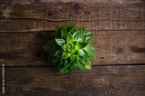 Succulent plant top view on wooden background. Echeveria succulent in stylish interior background