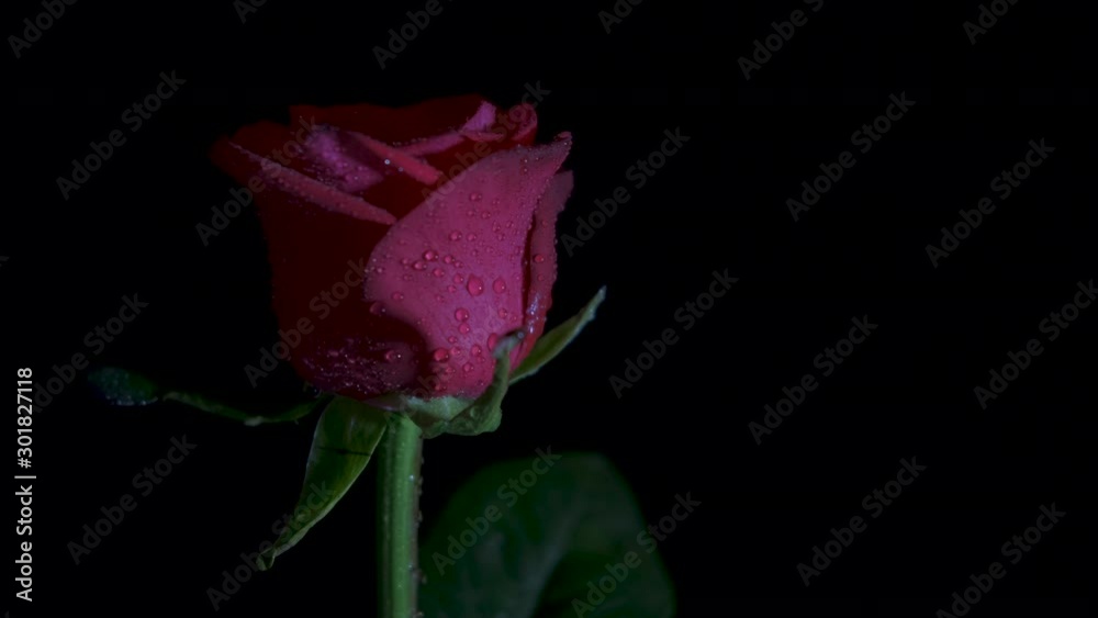 Dew on the rose. Beautiful fresh red rose in dew drops whirls on a black background. Dew on the rose. Beautiful fresh red rose in dew drops whirls on a black background.