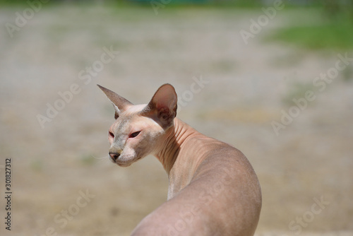 Lilac point oriental sphynx cat close up outdoors.