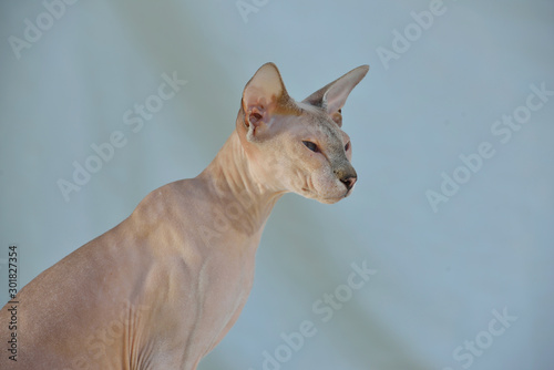 Lilac point sphynx oriental cat. Animal portrait.