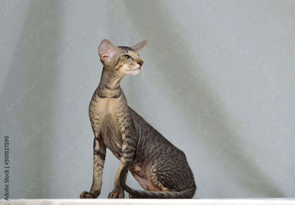 Grey striped oriental cat sitting on a light natural background. Animal portrait.