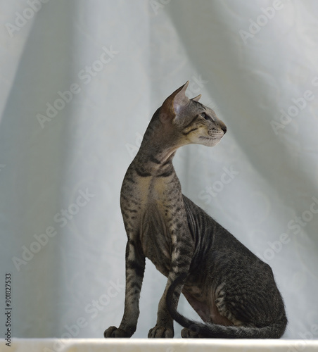 Grey striped oriental cat sitting on a light natural background. Animal portrait.