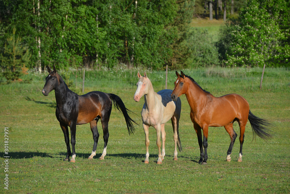 Herd of akhal teke breed mares running in the green pasture in summer. Animals in motion. Herd of akhal teke breed mares running in the green pasture in summer. Animals in motion.