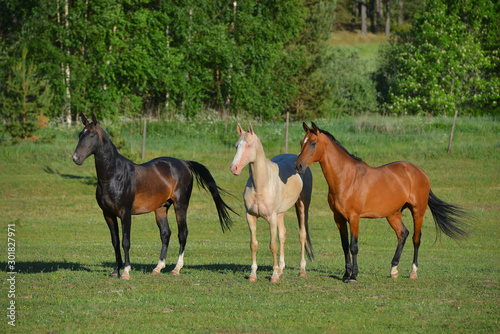 Herd of akhal teke breed mares running in the green pasture in summer. Animals in motion.