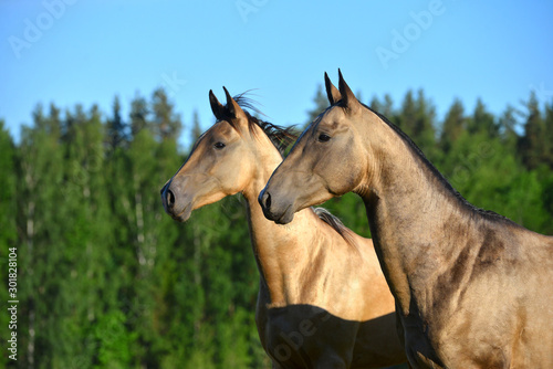 Two buckskin akhal teke horses in the pasture in summer. Animal portrait.