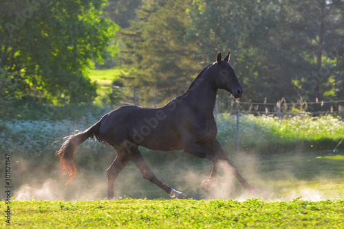 Black akhal teke breed horse running in gallop in the dust clouds in summer. Animal in motion.