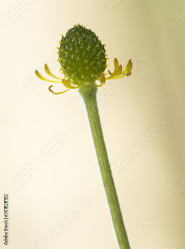 Ranunculus bullatus autumn buttercup yellow buttercup and autumnal flowering sometimes thousands of specimens filling the meadows photo