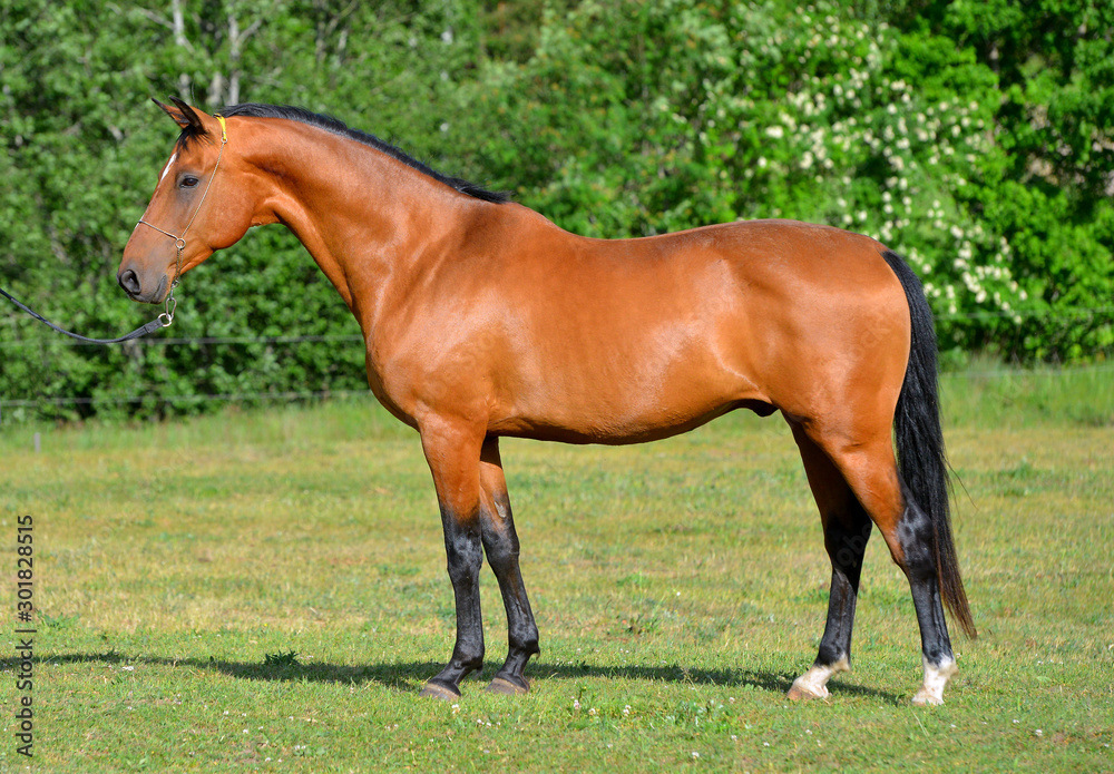 Bay akhal teke horse standing in the field in show halter. Animal portrait. Bay akhal teke horse standing in the field in show halter. Animal portrait.